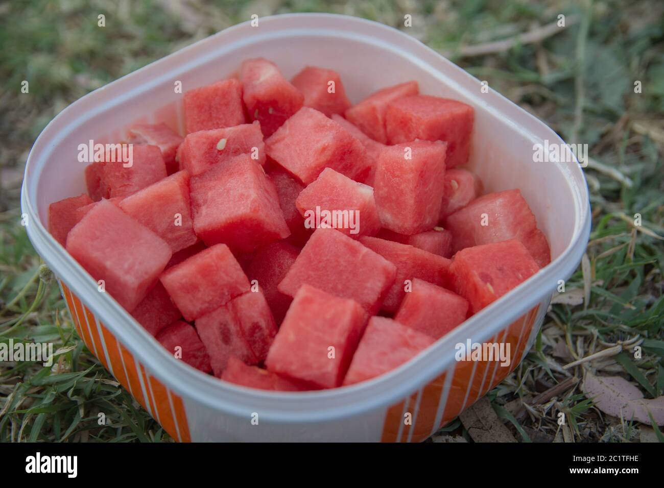Draufsicht auf Wassermelone (Citrullus lanatus) Fruchtwürfel, in einem Plastikbehälter Stockfoto