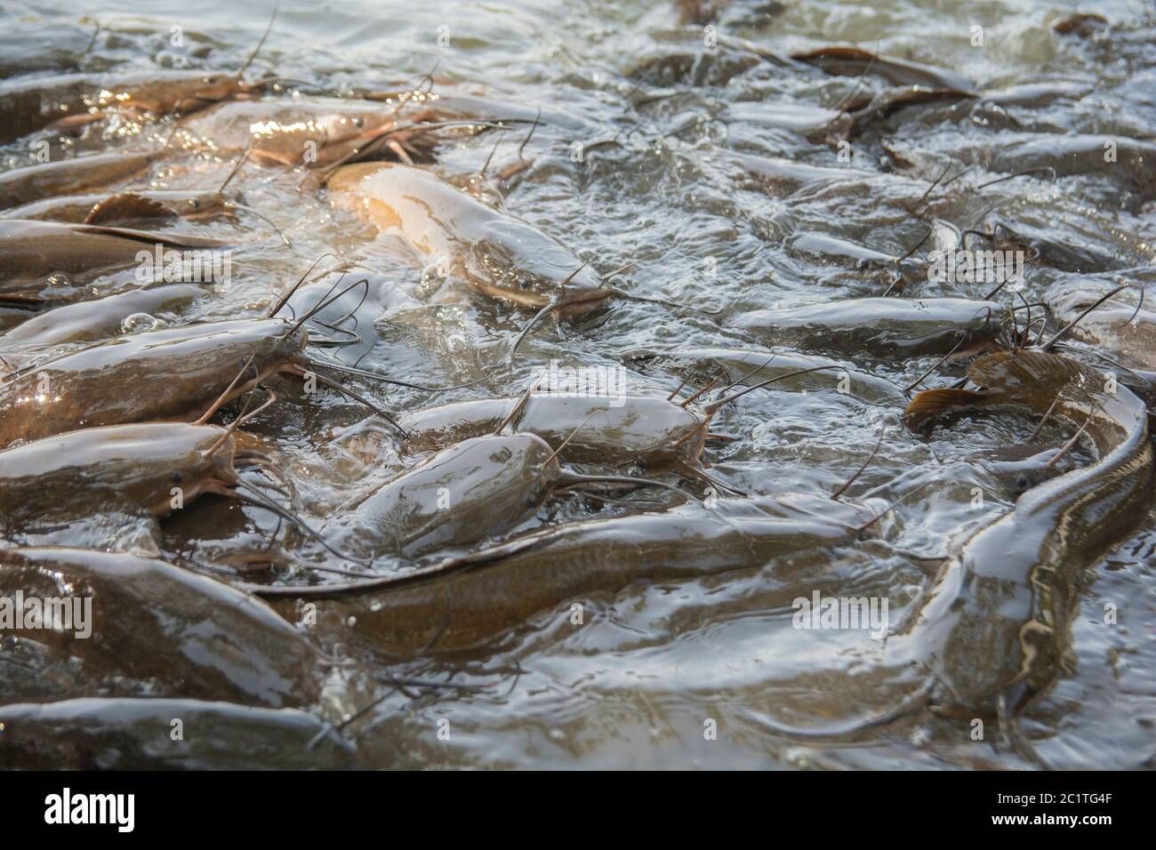 Gruppe von Afrikanischen Zackenwelsen (Clarias gariepinus) Stockfoto