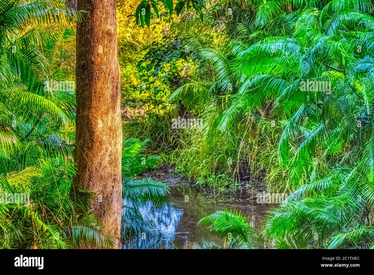 Indischer Dschungel - Jim Corbett National Park, Indien Stockfoto