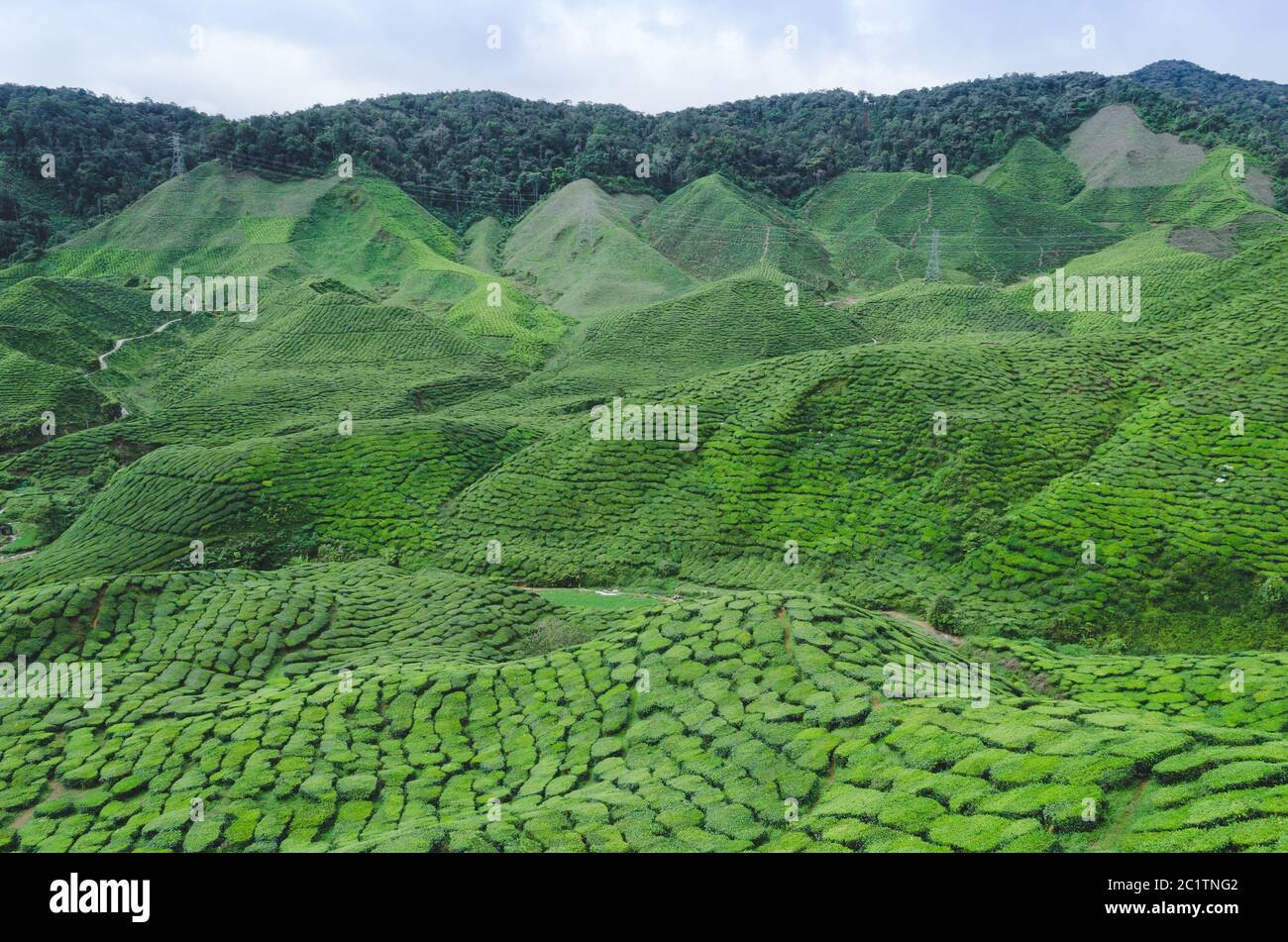 Teeplantage in Malaysia Stockfoto