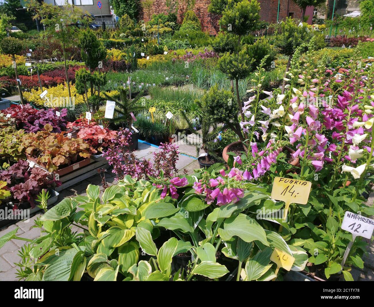 Garten Pflanzen Kindergarten in Polen. Hosta, Füchshandschuh Blumen und  verschiedene andere Pflanzen Stockfotografie - Alamy