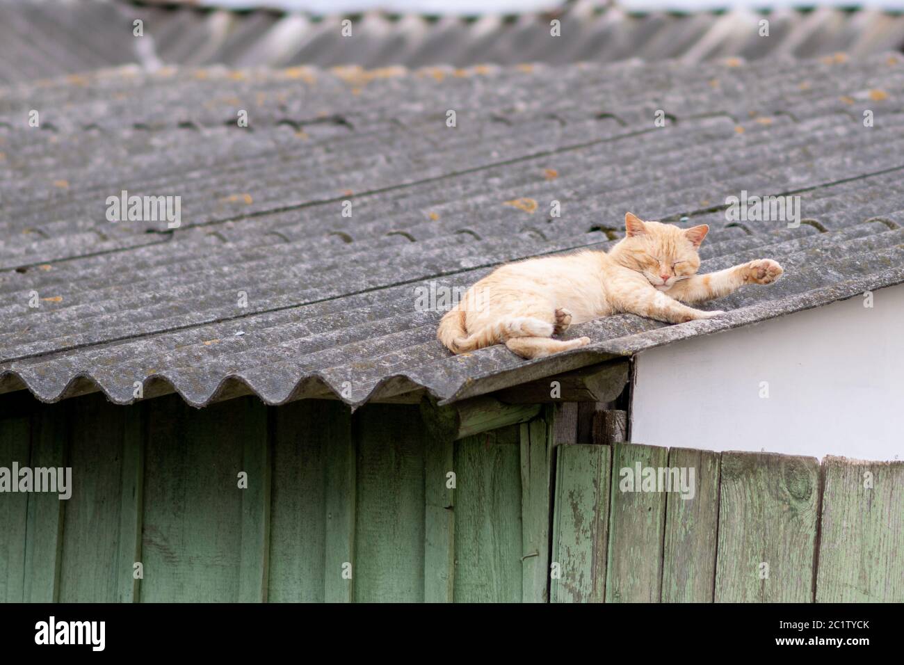 Rote Katze schläft auf dem Dach eines Hauses im Dorf. Stockfoto