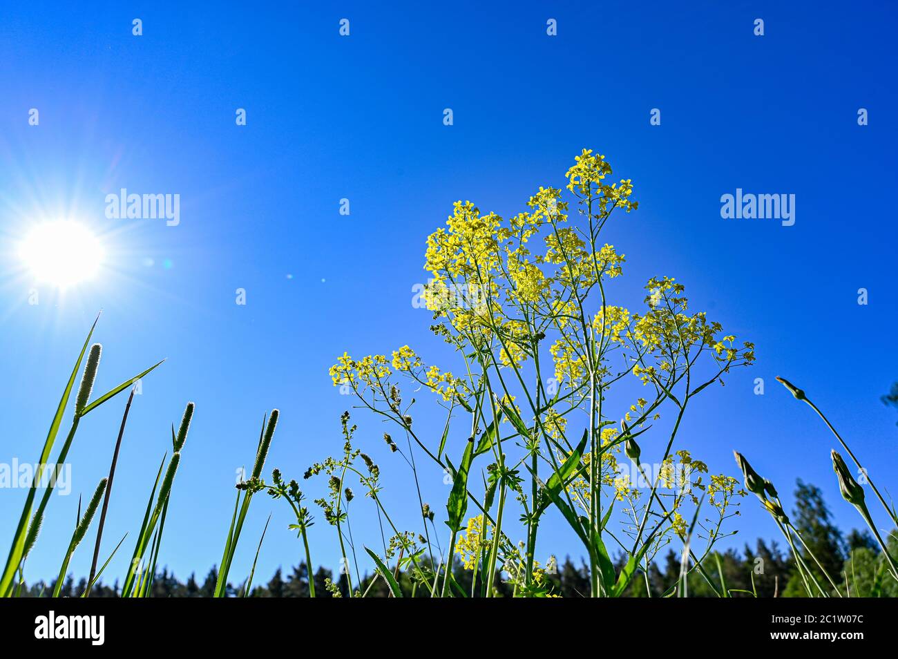 Niedrige Perspektive der gelben Blume und der Sonne Stockfoto