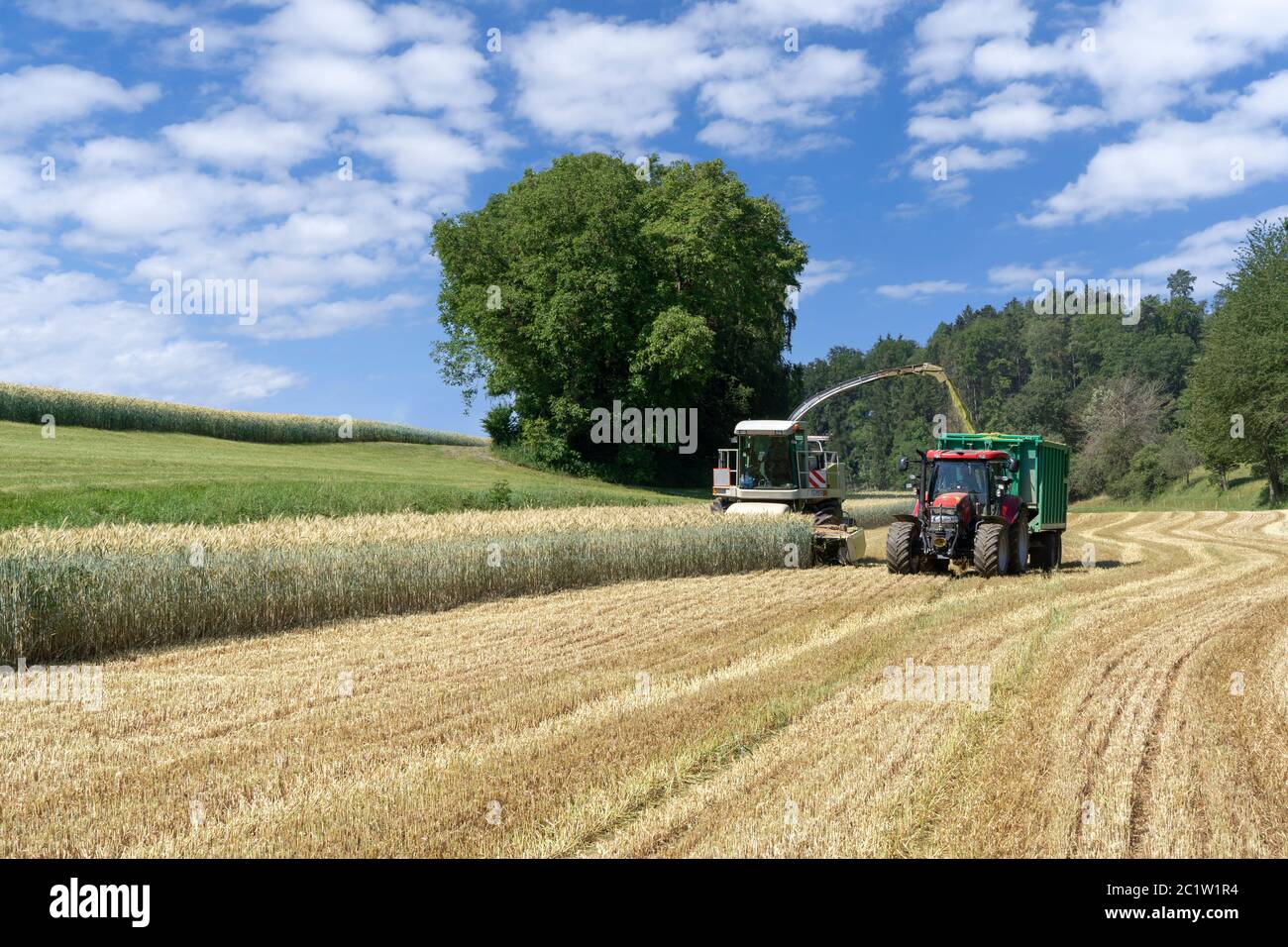 Feldhäcksler und Traktor mit Anhänger bei der Ernte von Ganzpflanzensilage für Biogas auf einem Getreidefeld Stockfoto