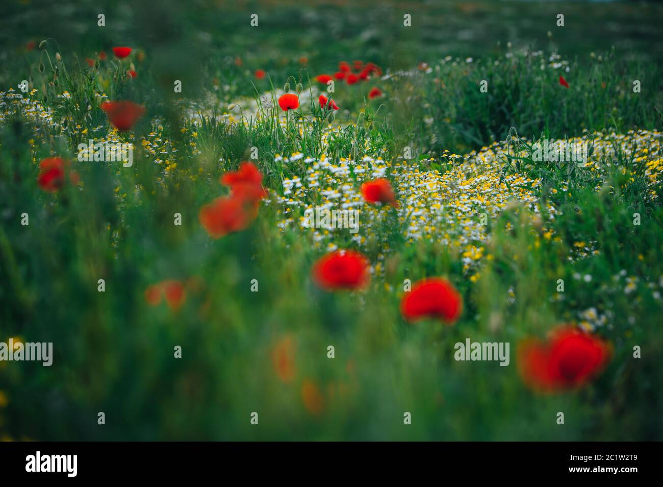 Schöne Frühlingswiese, rote Mohnblumen, weiße Kamillenblüte und gelbe Wiese Butterblume Stockfoto