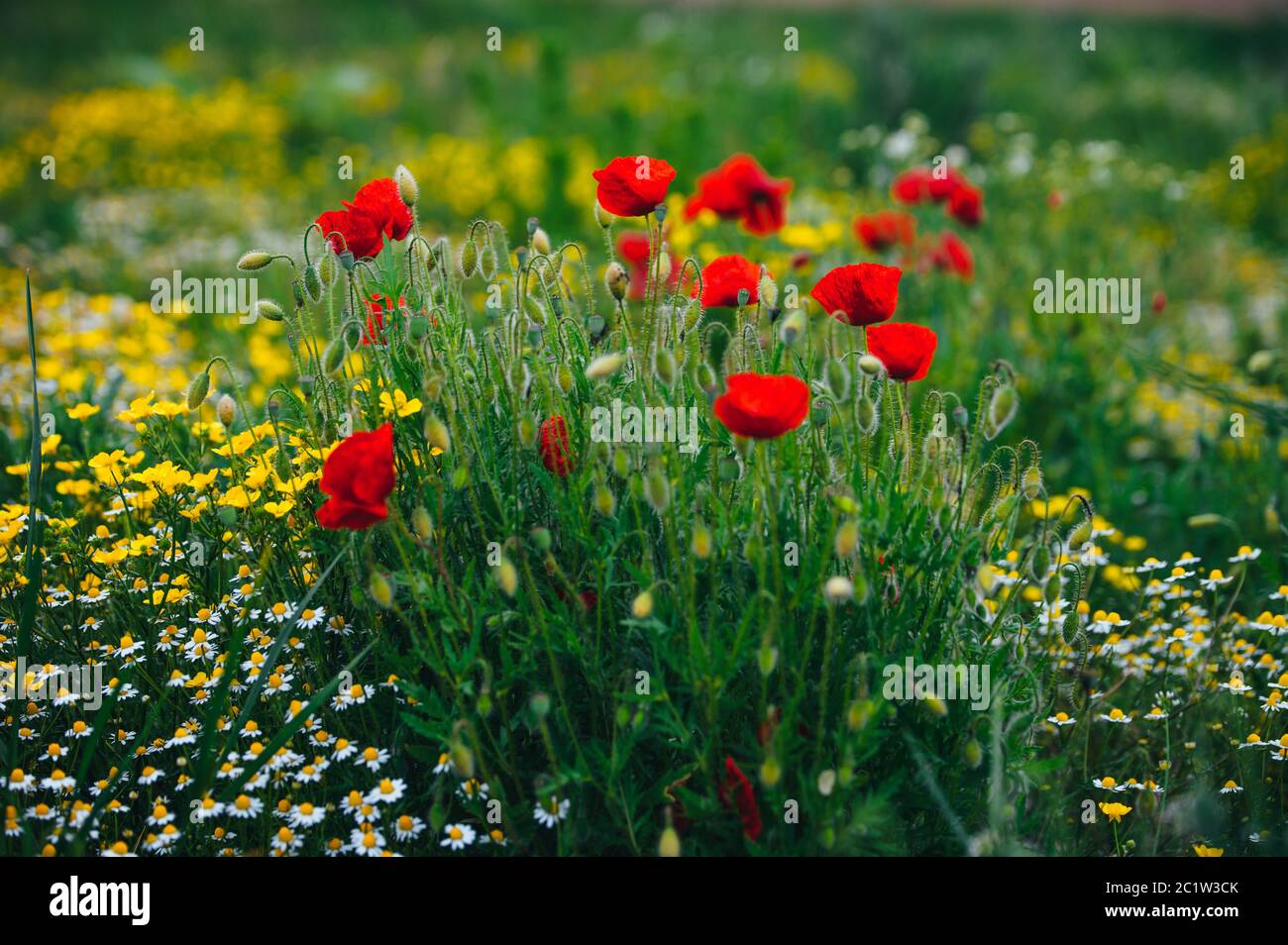 Schöne Frühlingswiese, rote Mohnblumen, weiße Kamillenblüte und gelbe Wiese Butterblume Stockfoto