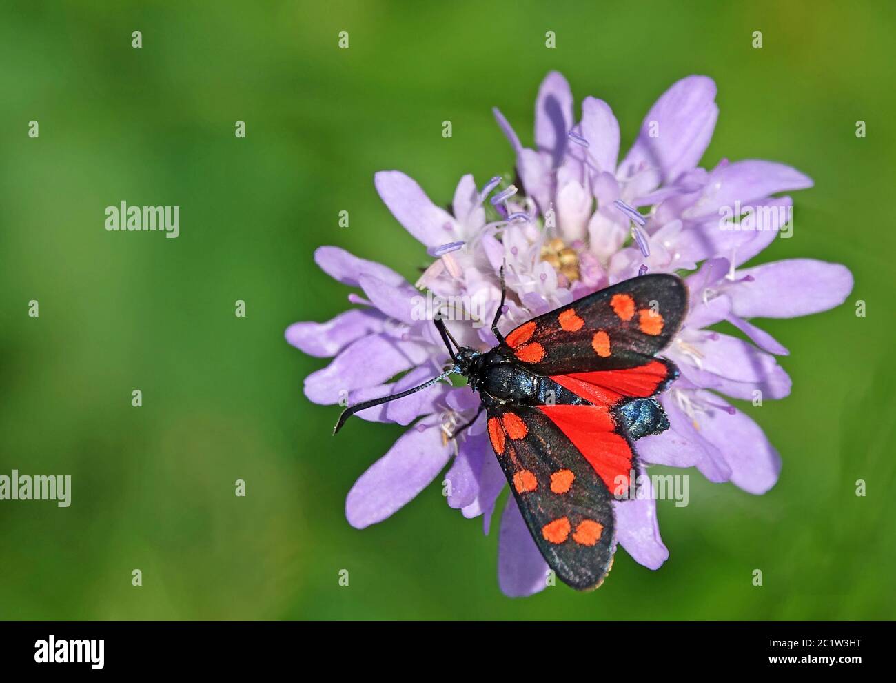 Bluttropfen oder sechsfleckige rote WidderZygaena filipendulae aus dem Haselschacher Buck im Kaiserstuhl Stockfoto