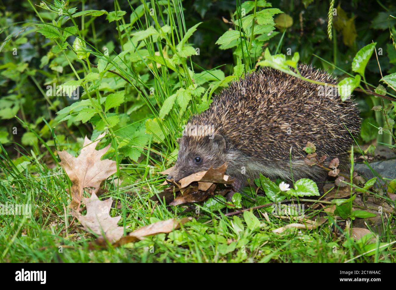 Igel nest Fotos und Bildmaterial in hoher Auflösung Alamy
