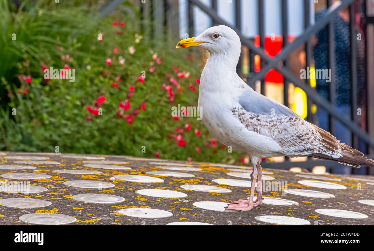 Junge europäische Heringsmöwe (Larus argentatus) - Saint-Malo, Bretagne, Frankreich Stockfoto