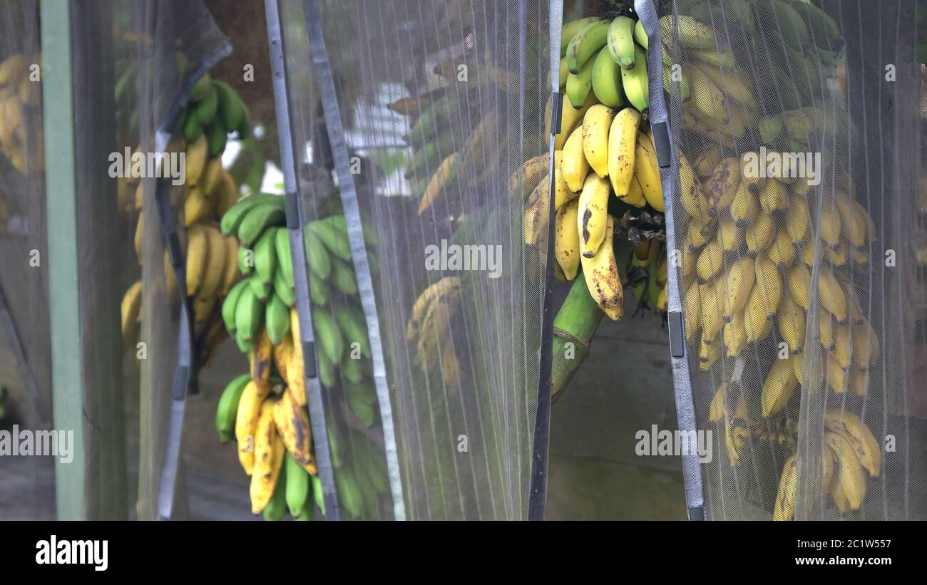 Trauben von Bananen reifen am Straßenrand stehen auf der Straße nach Hana Stockfoto