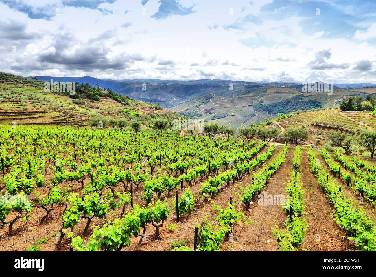 Douro-Tal. Portugal Weinberge Landschaft. Alto Douro DOC Weinanbaulandschaft. Stockfoto