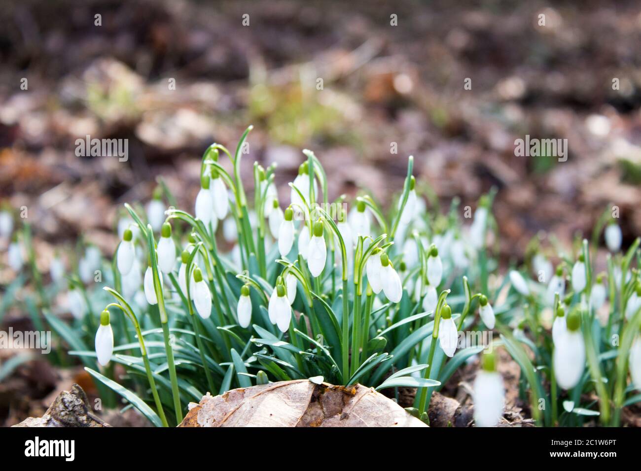 Nahaufnahme einer Gruppe von Schneeglöckchen im Wald im Herbst Stockfoto