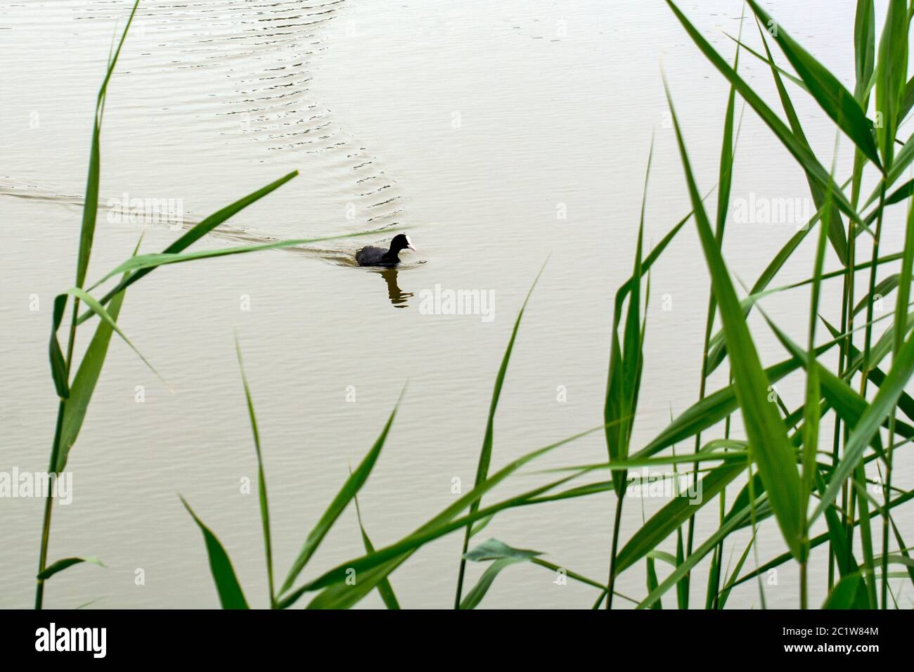 Ein kleiner Teichvogel schwimmt im See und sucht seinen Partner. Stockfoto