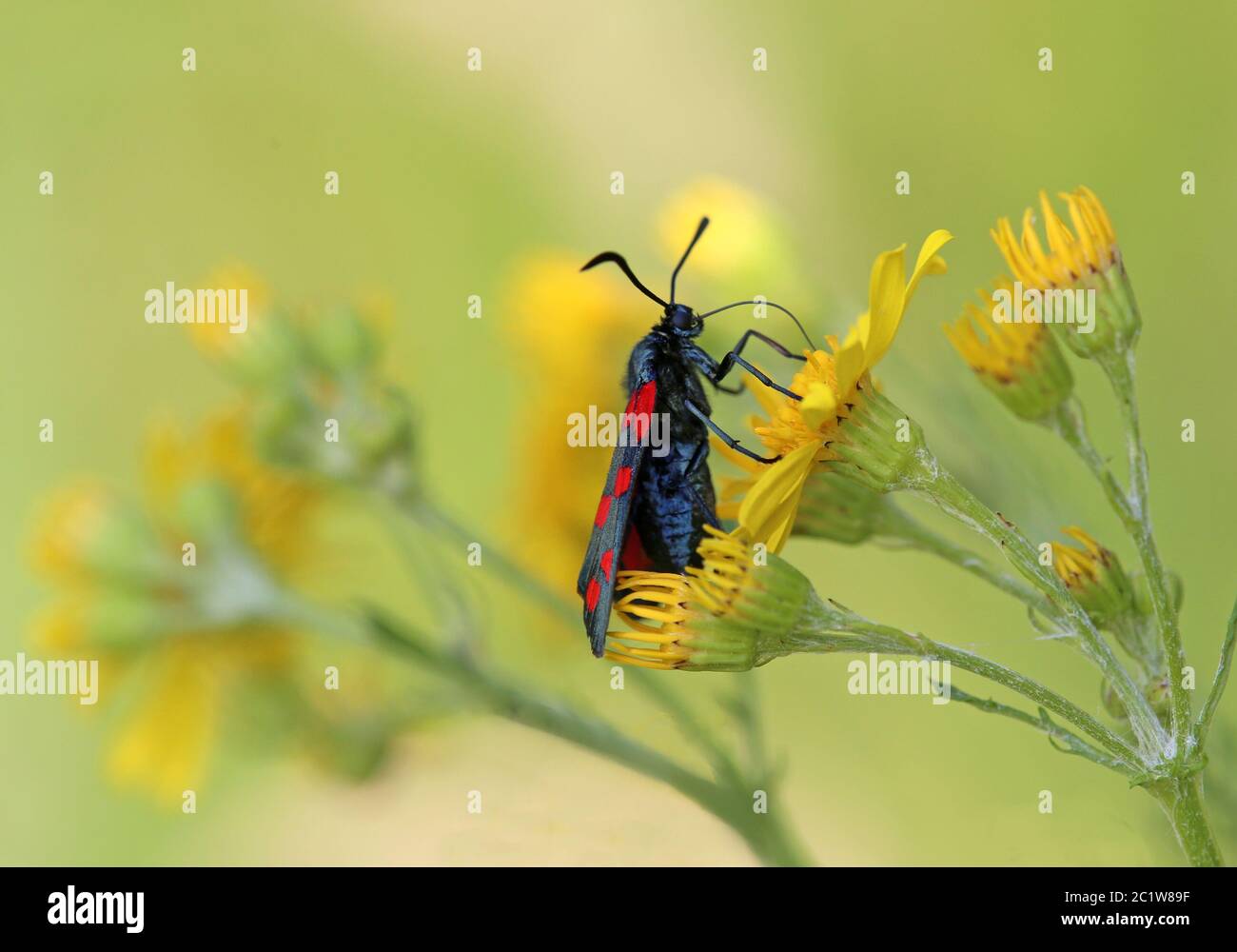Sechs-Punkt- oder gewöhnliche Bluttropfen oder sechsfleckiger roter Widder Zygaena filipendulae Stockfoto