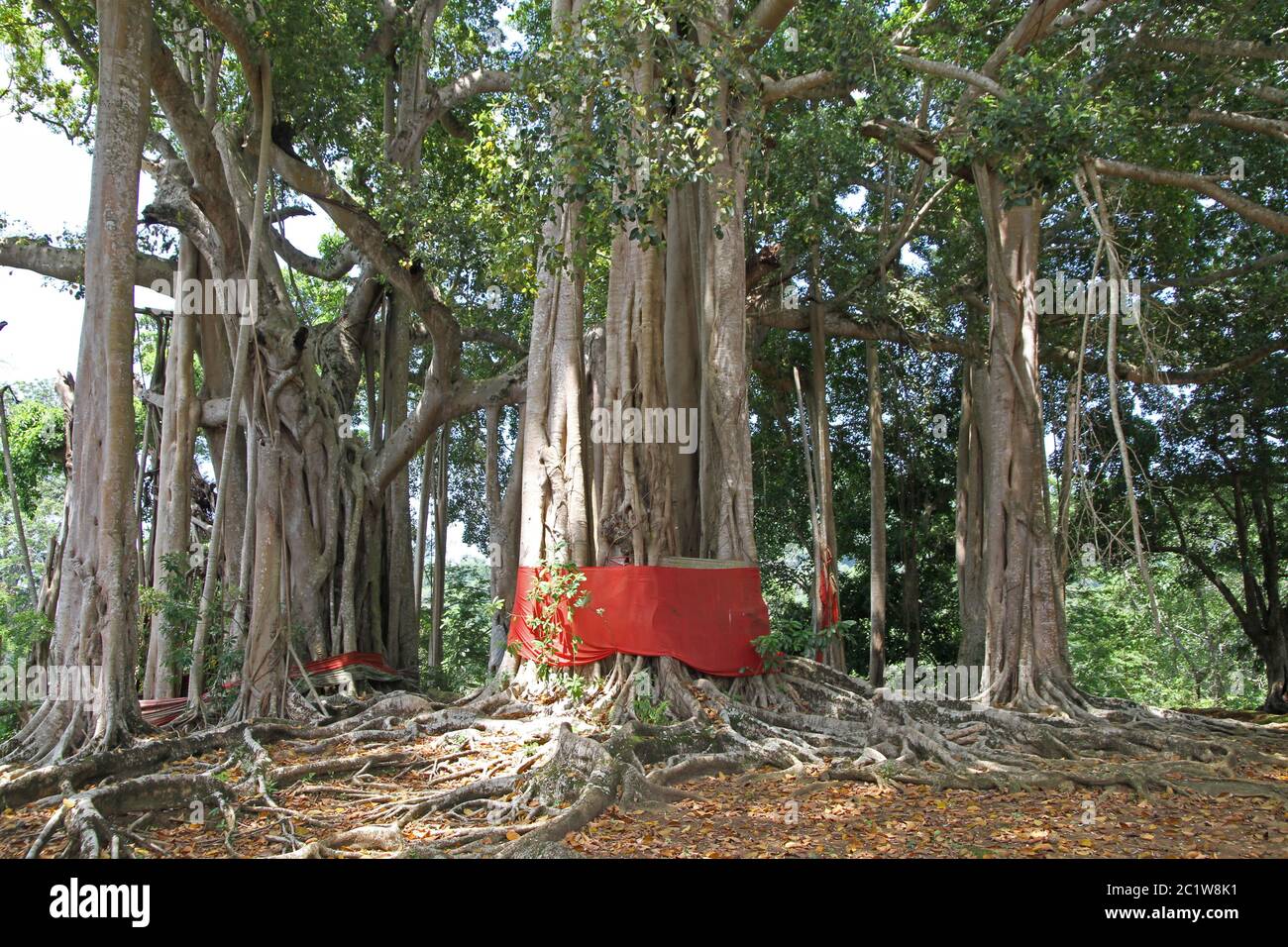 Sacred banyan Tree in banyan Forest, (Ficus Urostigma), Andoany/Hell-Ville City, Nosy Be, Madagaskar. Stockfoto