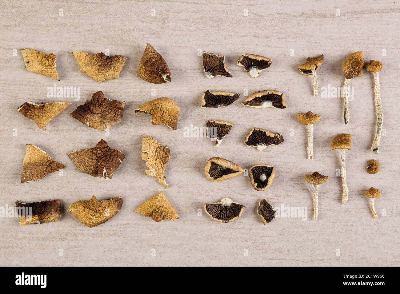 getrocknete-psilocybe-cubensis-fotos-und-bildmaterial-in-hoher