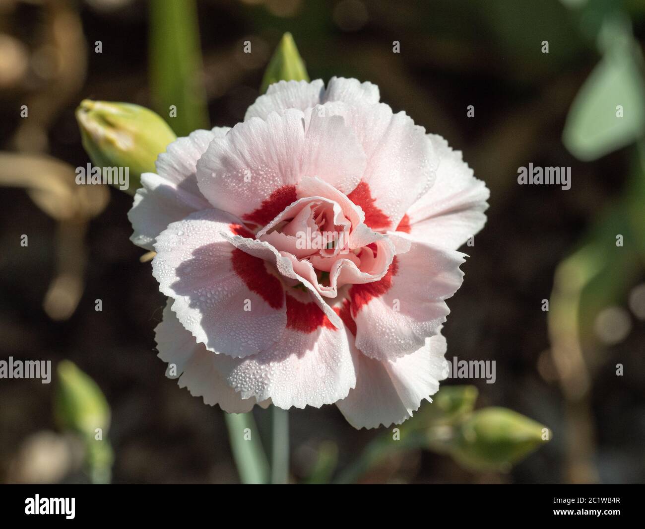 Eine einzelne weiße und rote zentrierte Blume von Dianthus Doris Elite Stockfoto