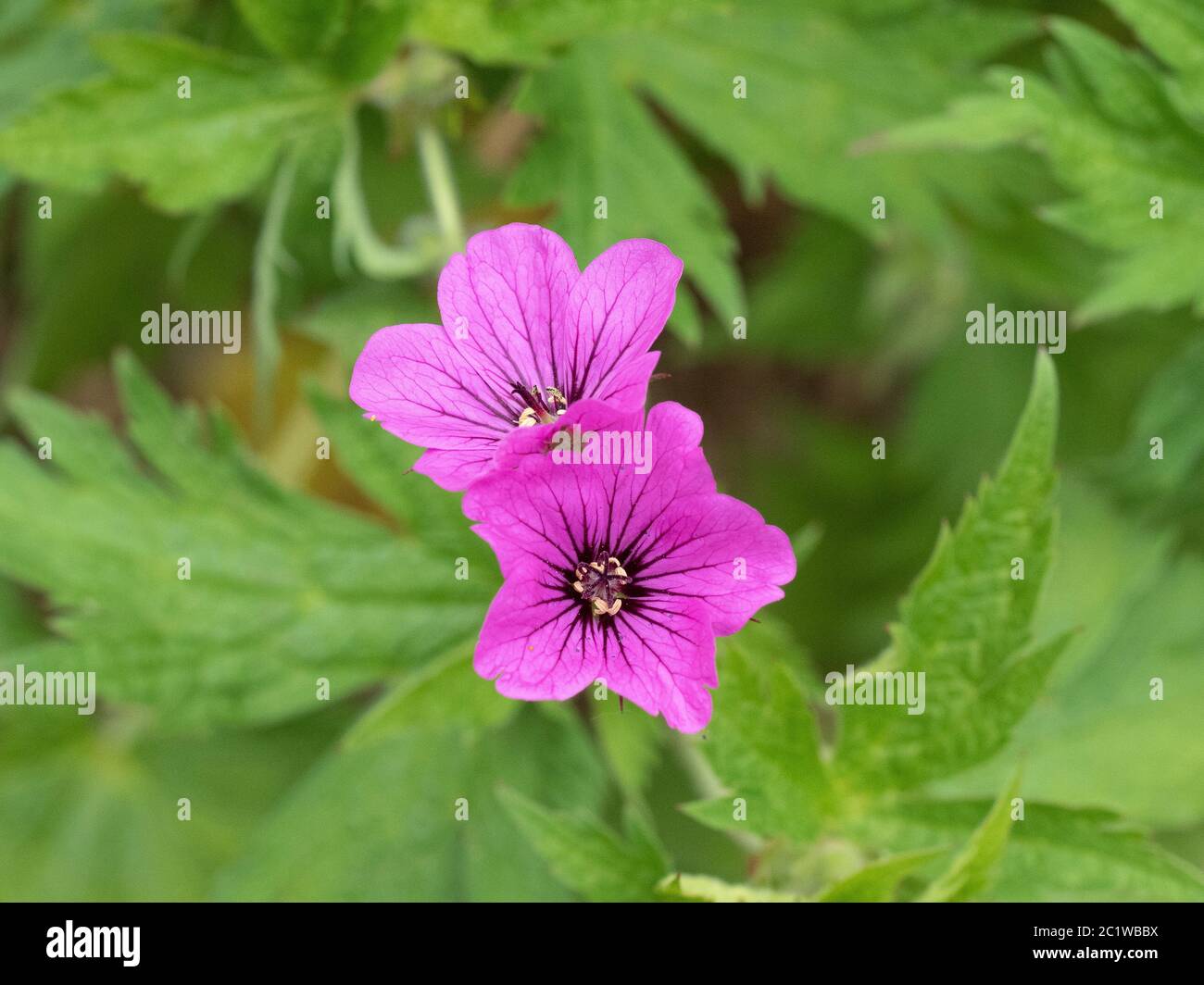 Eine Nahaufnahme von zwei Blüten der Magenta Geranie Devon Pride Stockfoto