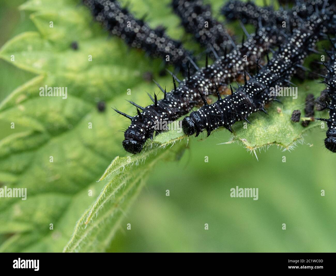 Eine Nahaufnahme einer Gruppe junger Pfauenschmetterlingsraupen, die sich auf Brennnesselblättern ernähren Stockfoto