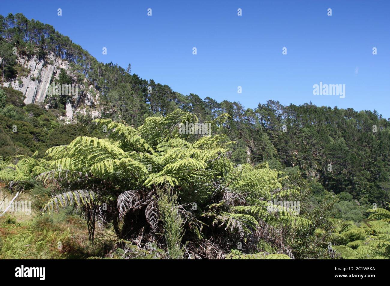 Neuseeland Naturlandschaft - gemäßigter Regenwald der Coromandel Peninsula. Stockfoto