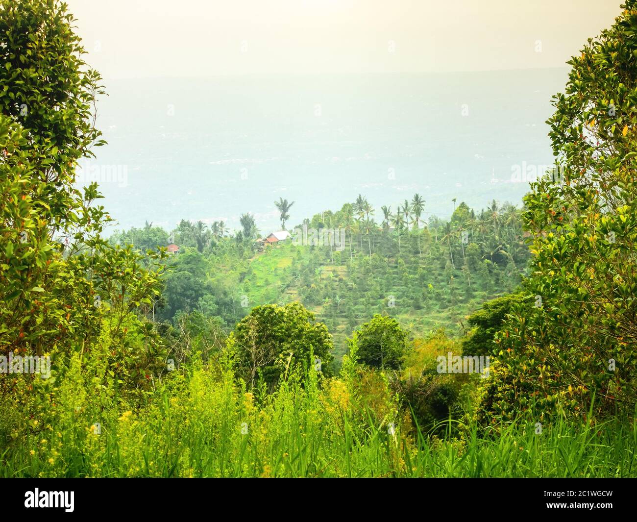 Bali Landschaft mit grünen Feldern Stockfoto