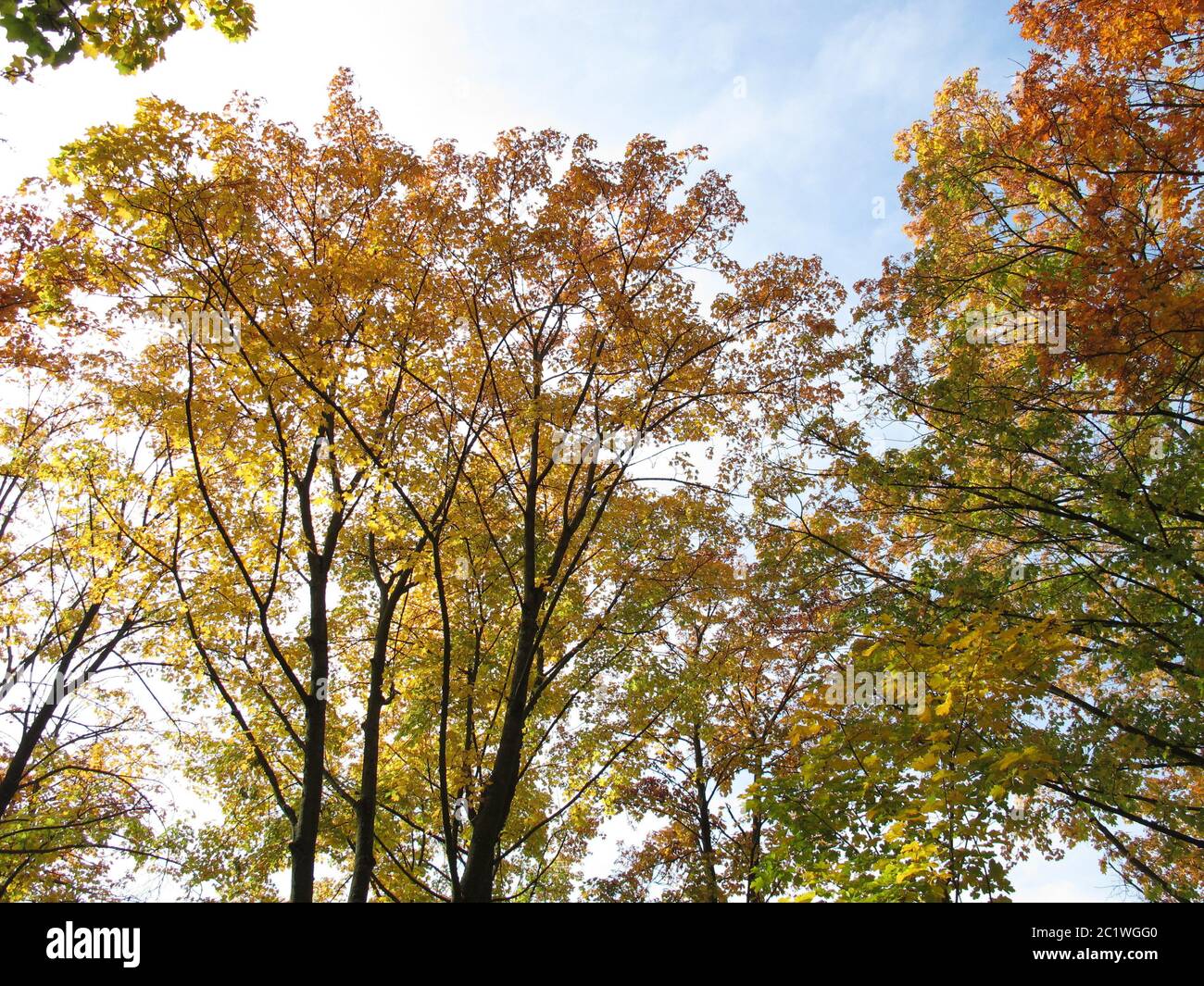 Laubbäume mit typischer Blattfärbung im Herbst Stockfoto