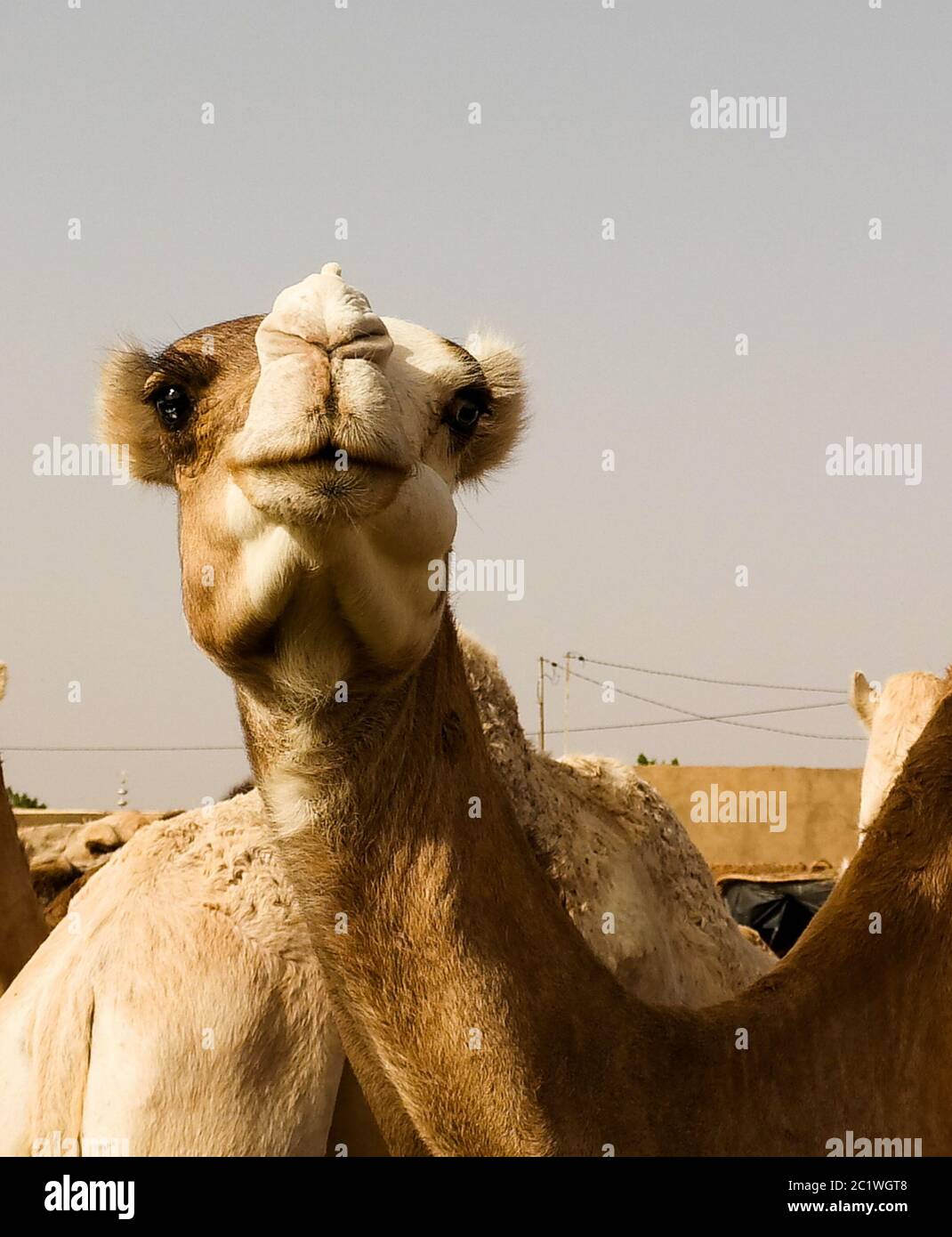 Kamele auf dem lokalen Viehmarkt in Agades, Air, Niger Stockfoto