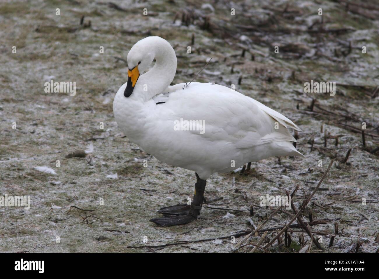 WHOOPER SWAN (Cygnus cygnus) mit einem Tracking-Gerät, Schottland, Großbritannien. Stockfoto