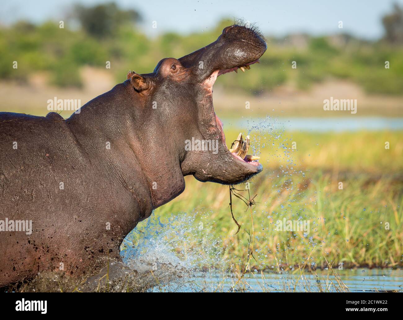 Ein Erwachsener Nilpferd zeigt Aggression mit Mund offen spritzt Chobe River Botswana Stockfoto
