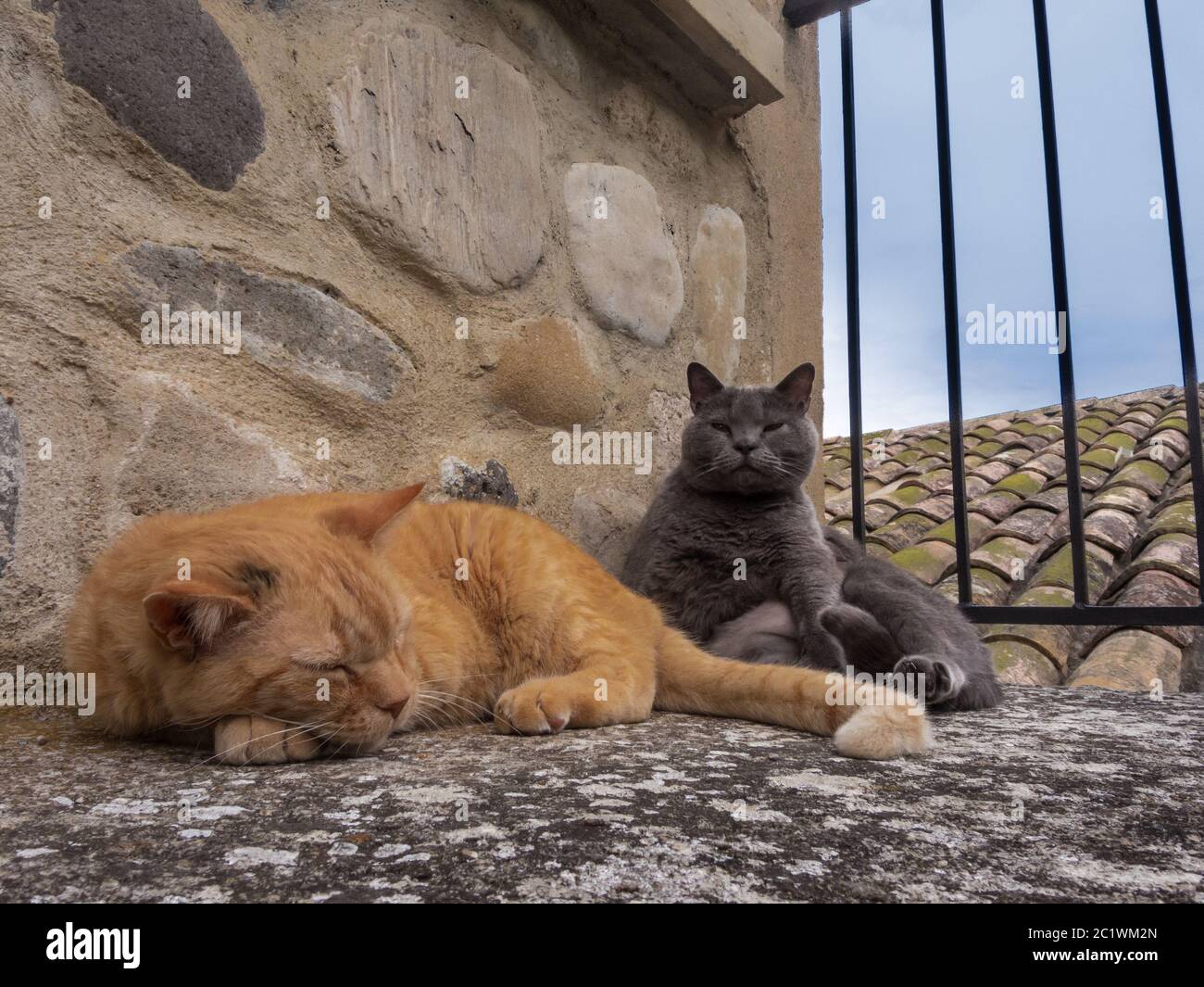 Zwei Katzen schlafen an der Wand Stockfoto