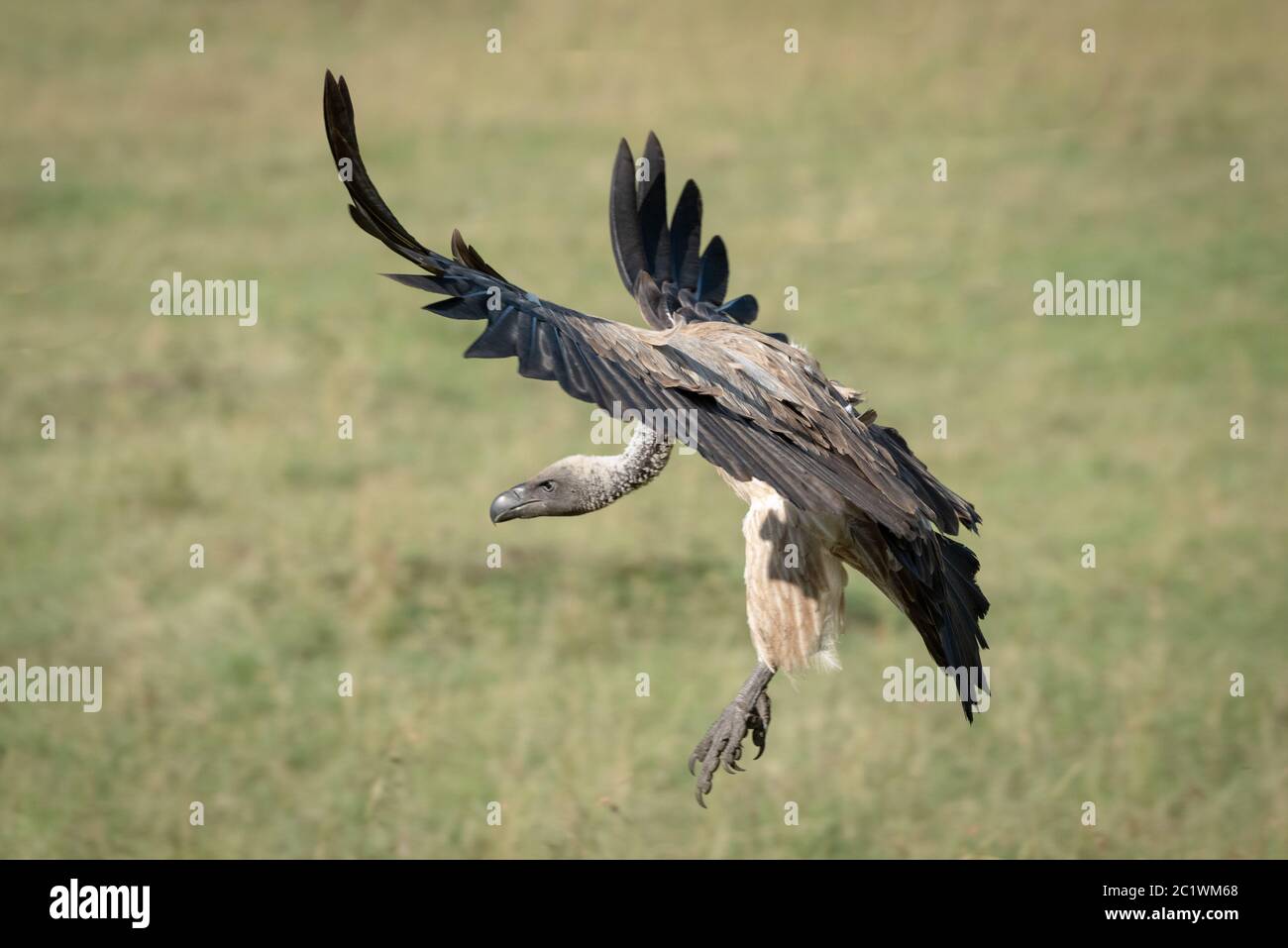 Afrikanische weiß-backed Vulture Bremsen mit ausgestreckten Flügeln Stockfoto