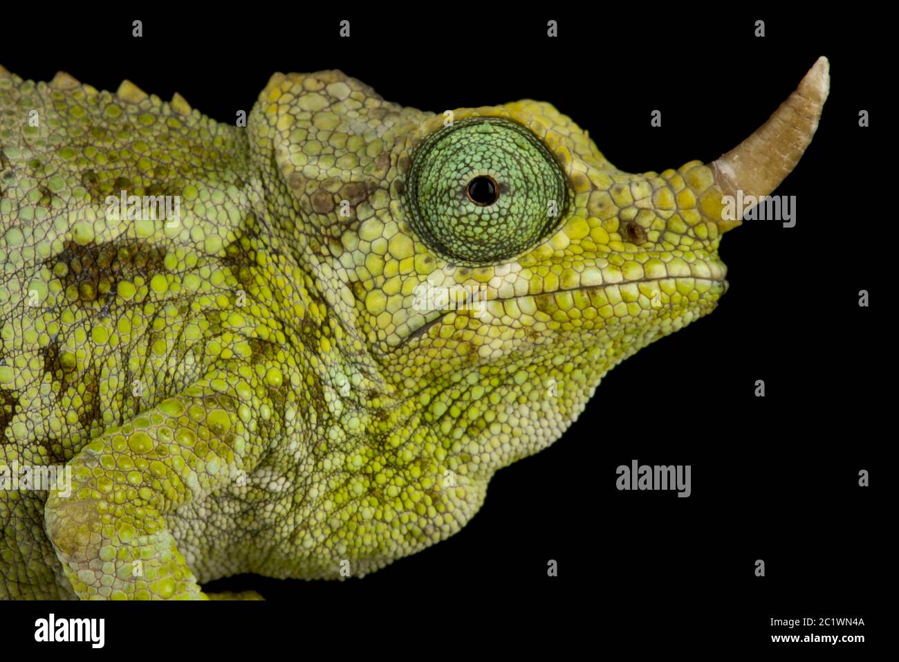 Zwerg-Jacksons-Chamäleon (Trioceros jacksonii merumontanus) weiblich Stockfoto