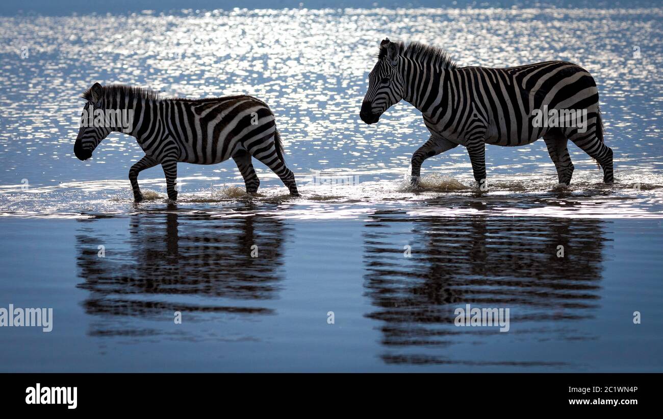 Ein erwachsenes weibliches Zebra und ein jugendliches Zebra, die durch Wasser in Amboseli Kenia wandern Stockfoto