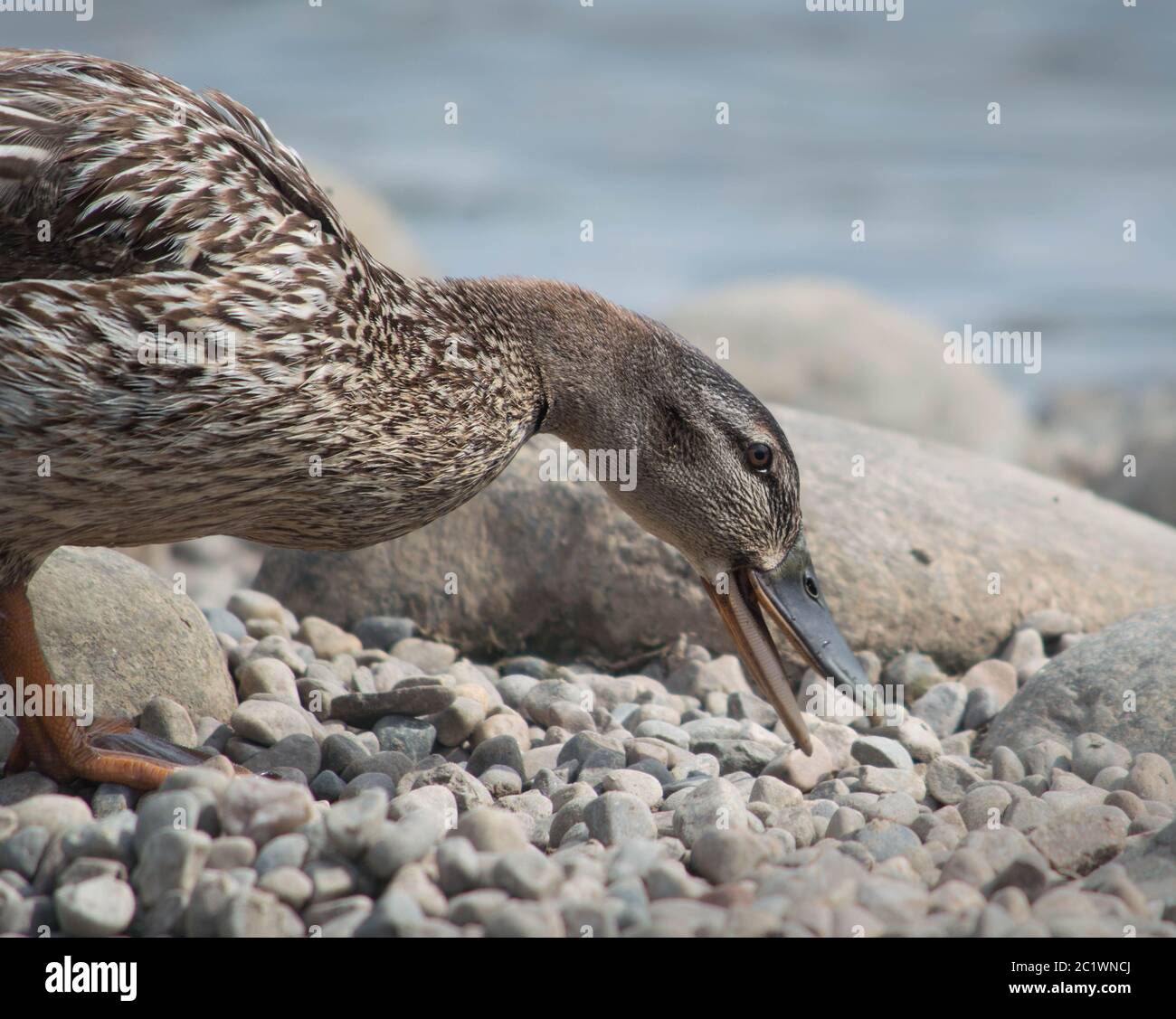 Braune Ente beim Essen Stockfoto