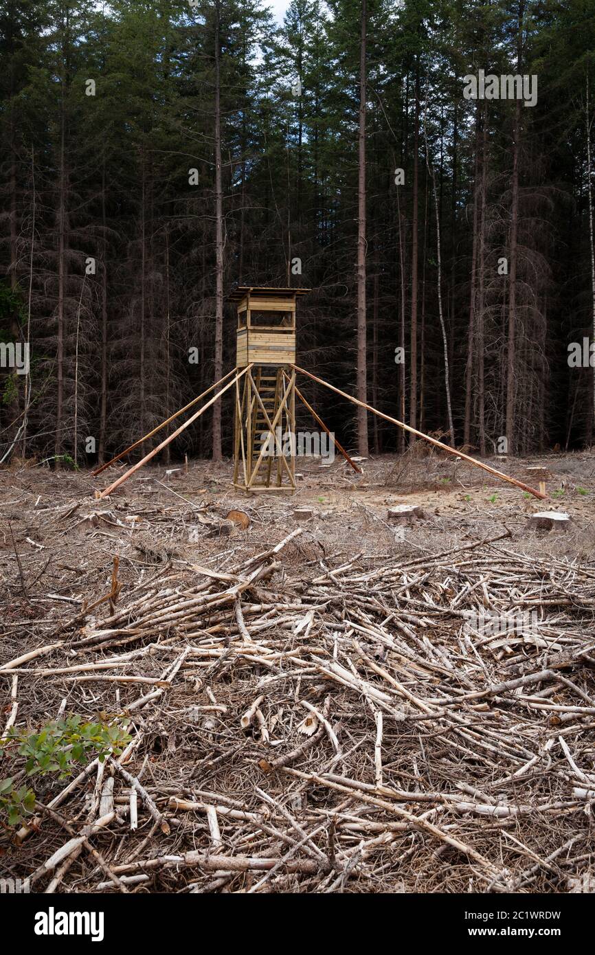 Jagdsitz in einem Fichtenwald im Königswald bei Köln, der an Dürre gestorben ist und der Rindenkäfer gerodet wurde, Nordrhein-Westfalen Stockfoto
