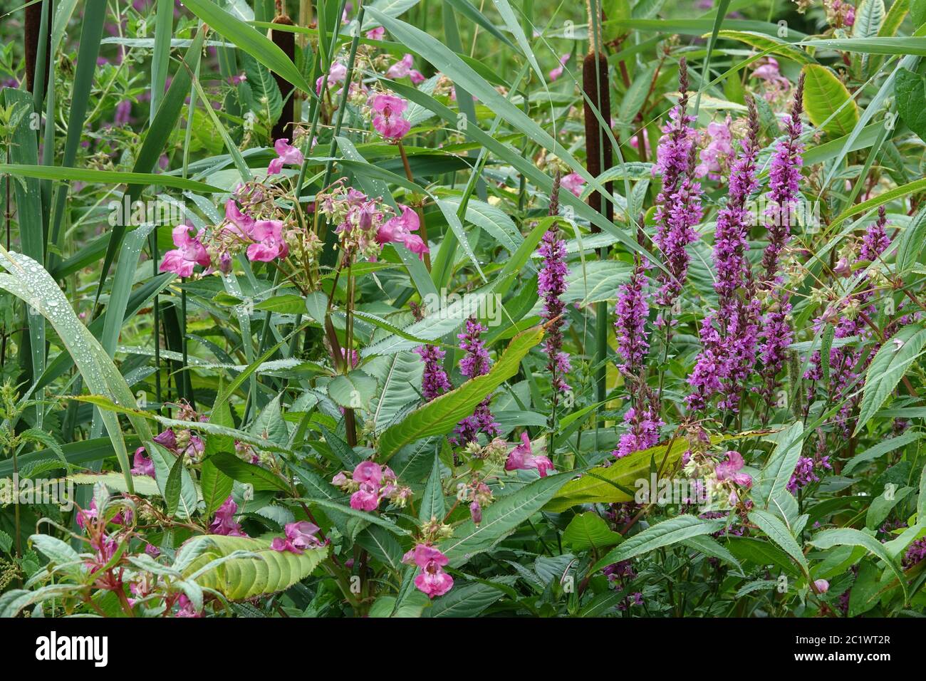 Blutweidende Lythrum salicaria und Drüsenfrühling Impatiens glandulifera Stockfoto
