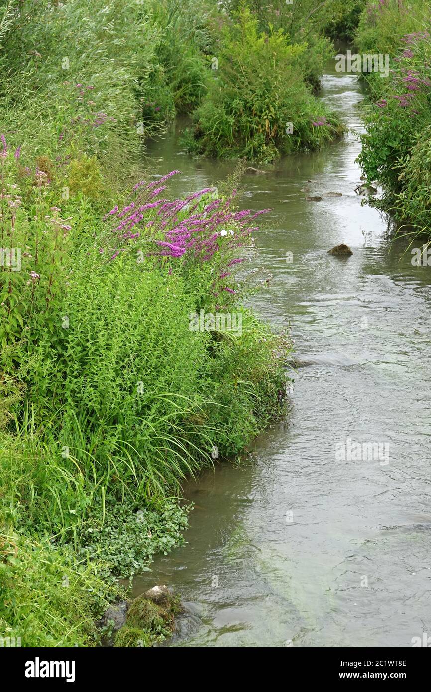 Rennature Leimbach in Wiesloch Stockfoto