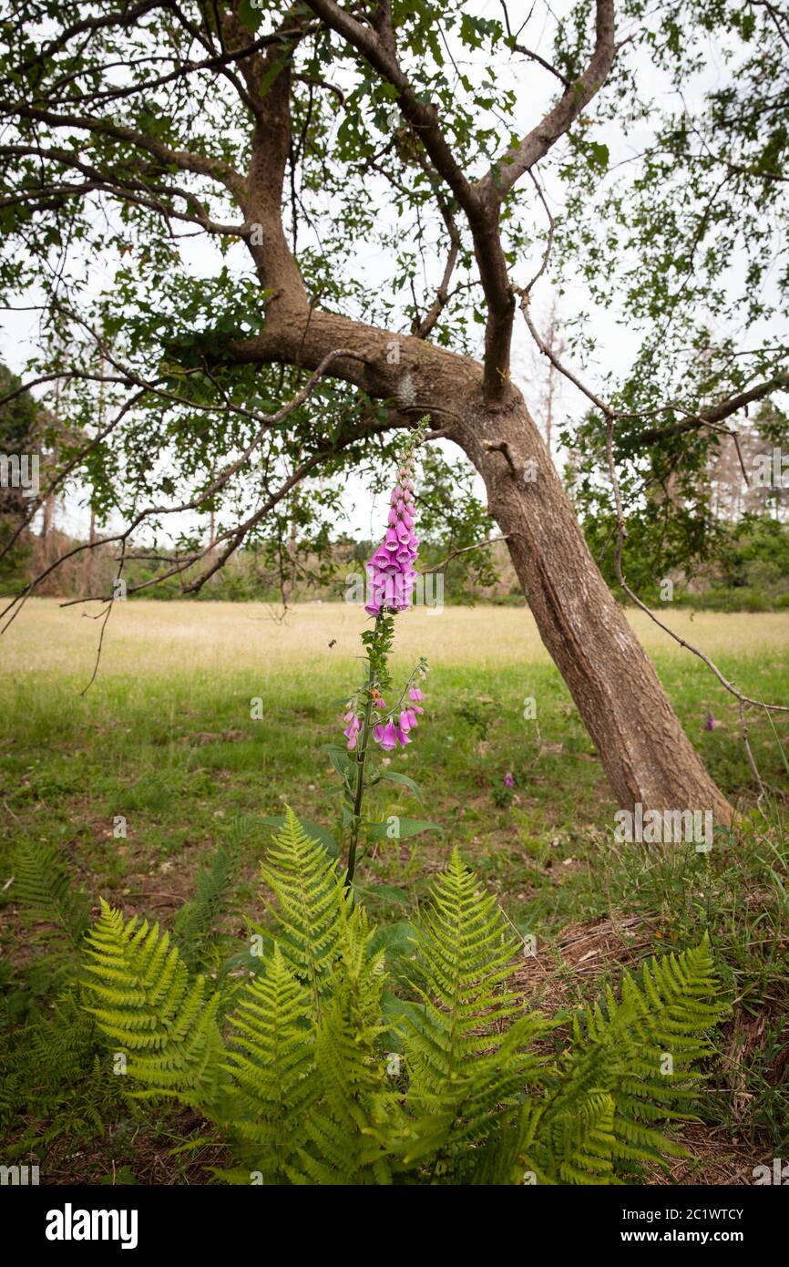 Fingerhut (Digitalis purpurea) im Königswald bei Köln, Nordrhein-Westfalen, Deutschland. Roter Fingerhut (Digitalis purpurea) waechst im Koe Stockfoto