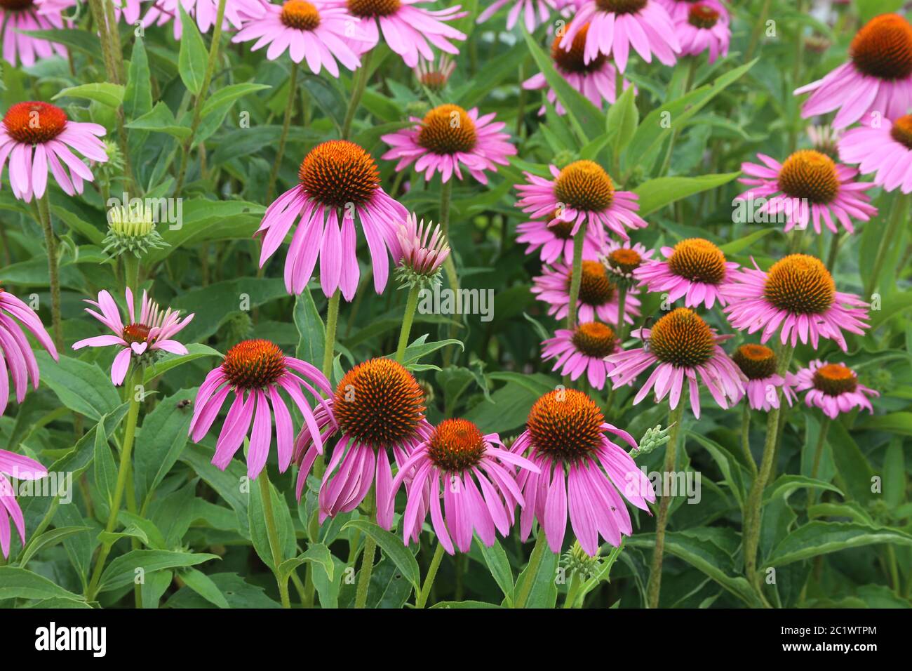 Lila blühender Schein-Sonnenhut oder lila Sonnenhut Echinacea purea 03 Stockfoto