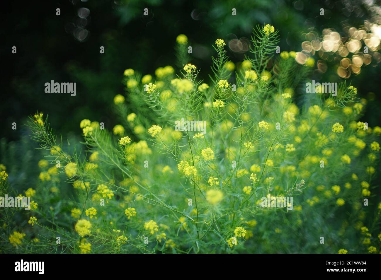 Üppiger Busch mehrjährige krautige Pflanze Colza mit gelben Blüten wachsen in der Natur. Art Bokeh Stockfoto