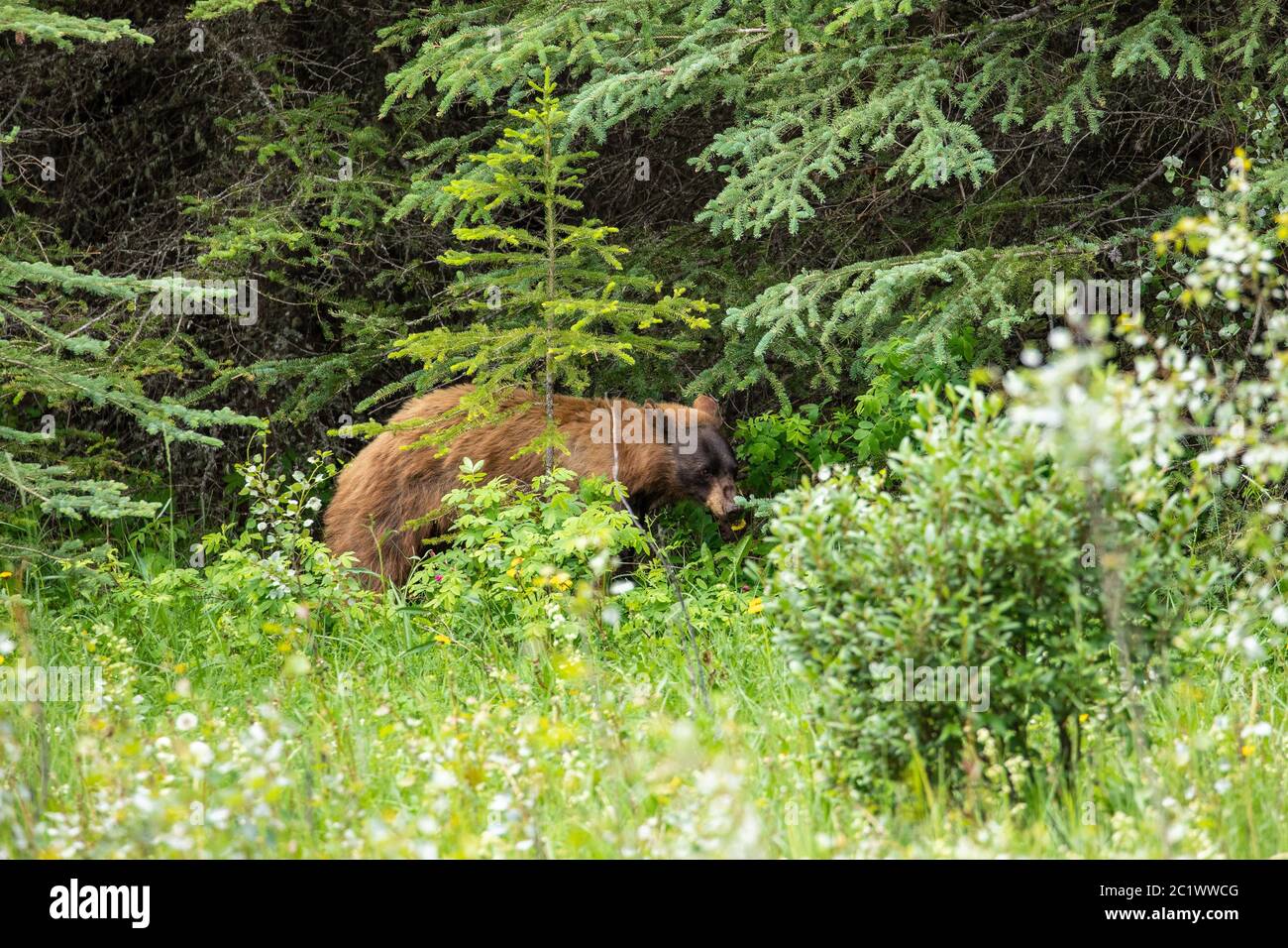 Ein brauner schwarzer Bär im Banff National Park Stockfoto