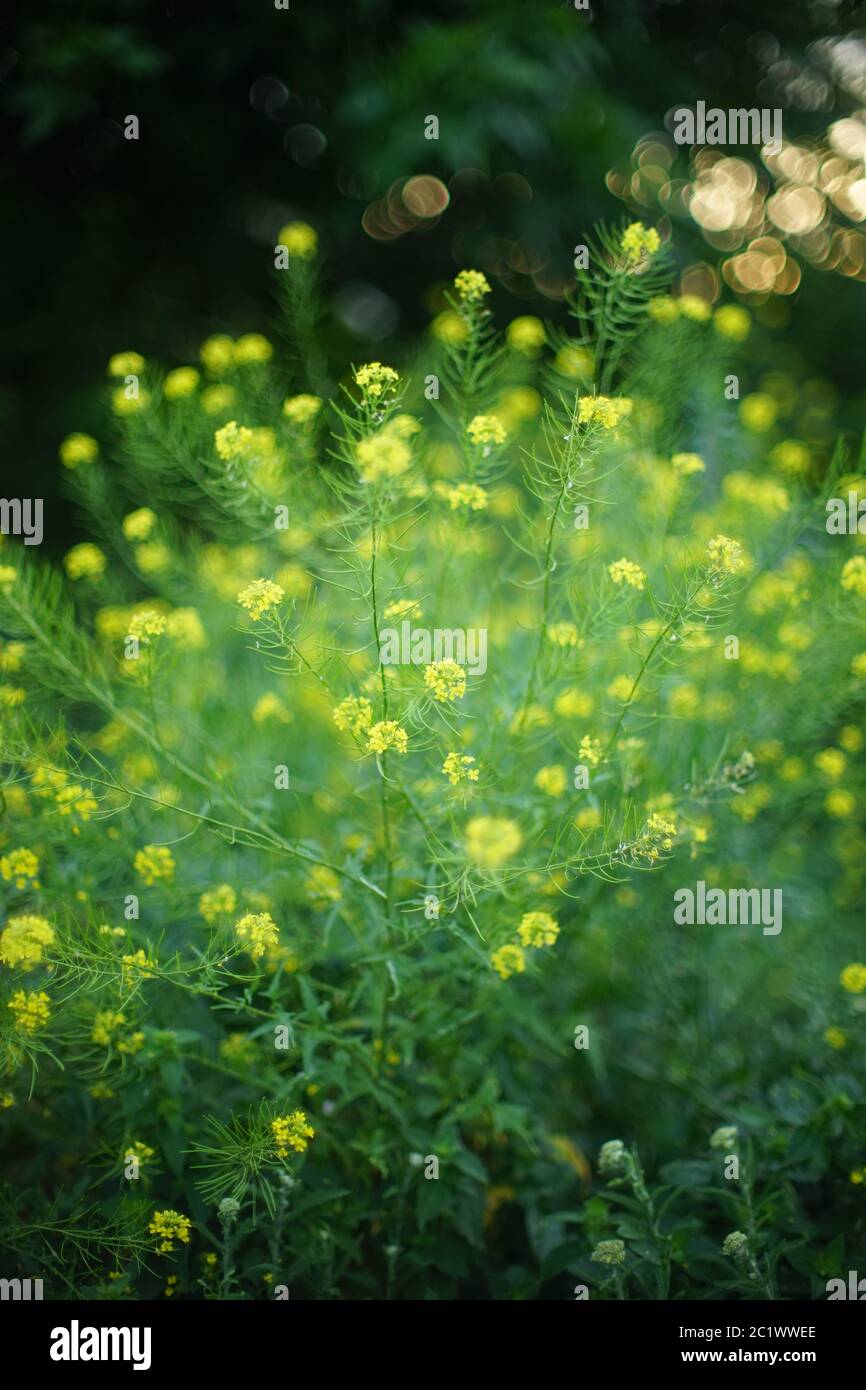 Üppige Buschkolza mit gelben Blüten wachsen in der Natur. Weicher selektiver Fokus. Stockfoto
