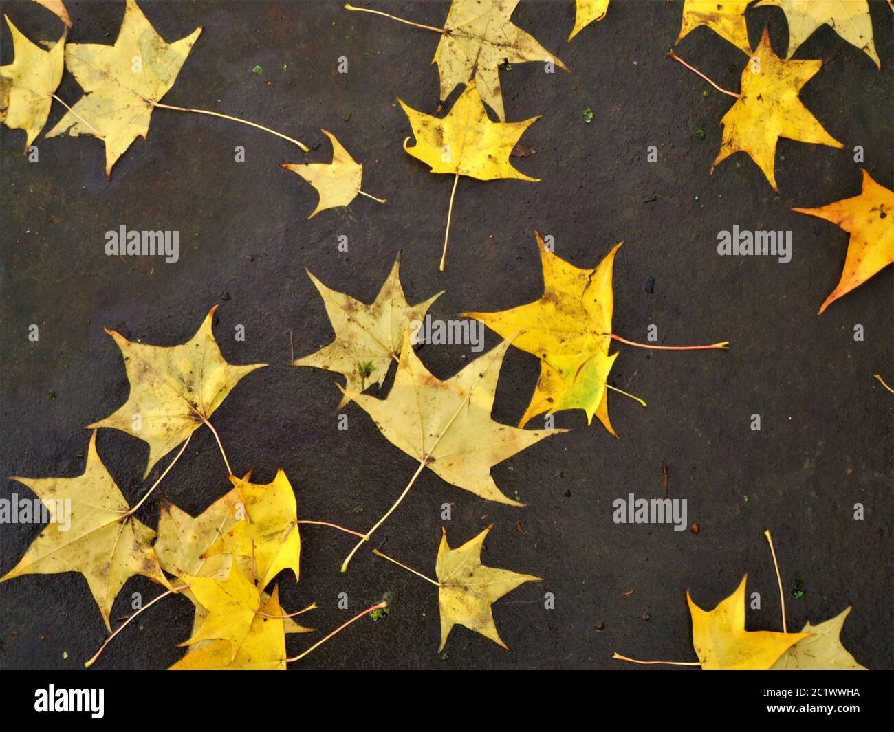 Gefallen goldenen japanischen Ahornblätter liegen auf dem Boden im Herbst Stockfoto