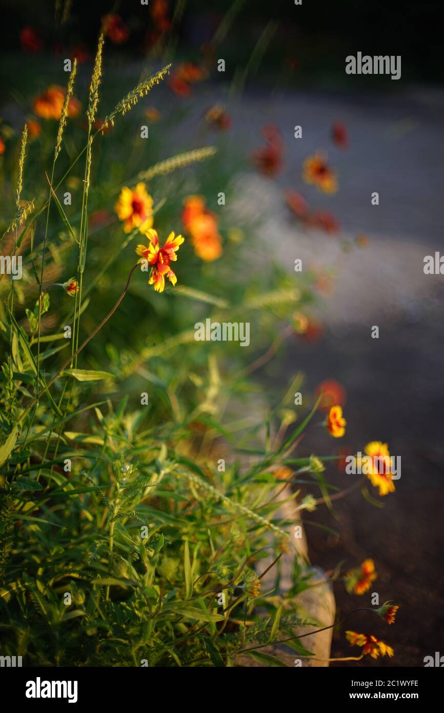 Gelb orange Blüten gaillardia wachsen im Sommerabend an der Straße Stockfoto