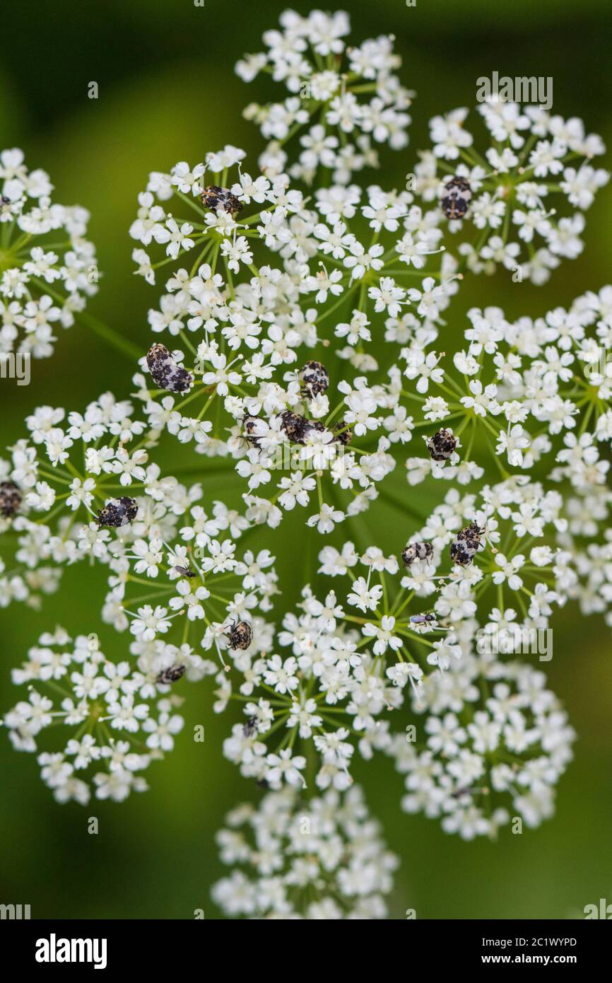 Vielseitiger Teppichkäfer (Anthrenus verbacci), auf Bodenelder, Niederlande, Friesland Stockfoto