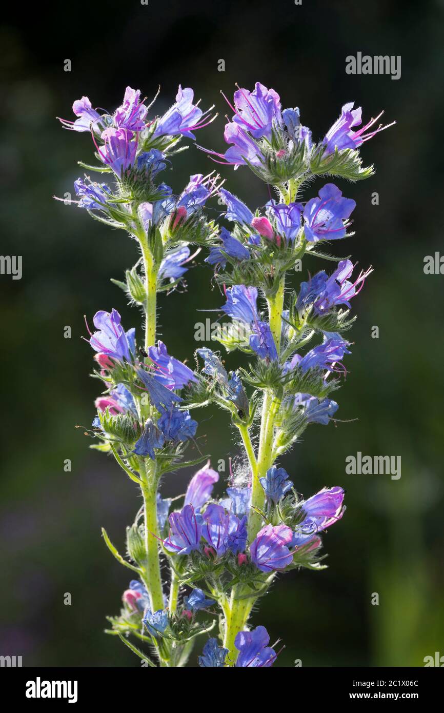 Blueweed, blaue Teufel, der Viper bugloss, gemeinsame's Viper - bugloss (Echium vulgare), Blumen, Deutschland Stockfoto