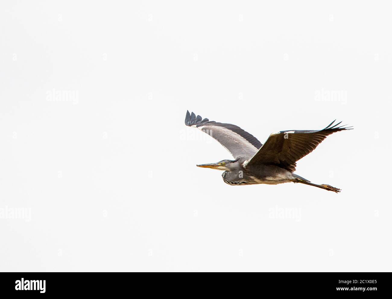 Graureiher (Ardea cinerea), im Flug vor weißem Hintergrund, Spanien, Tarifa Stockfoto