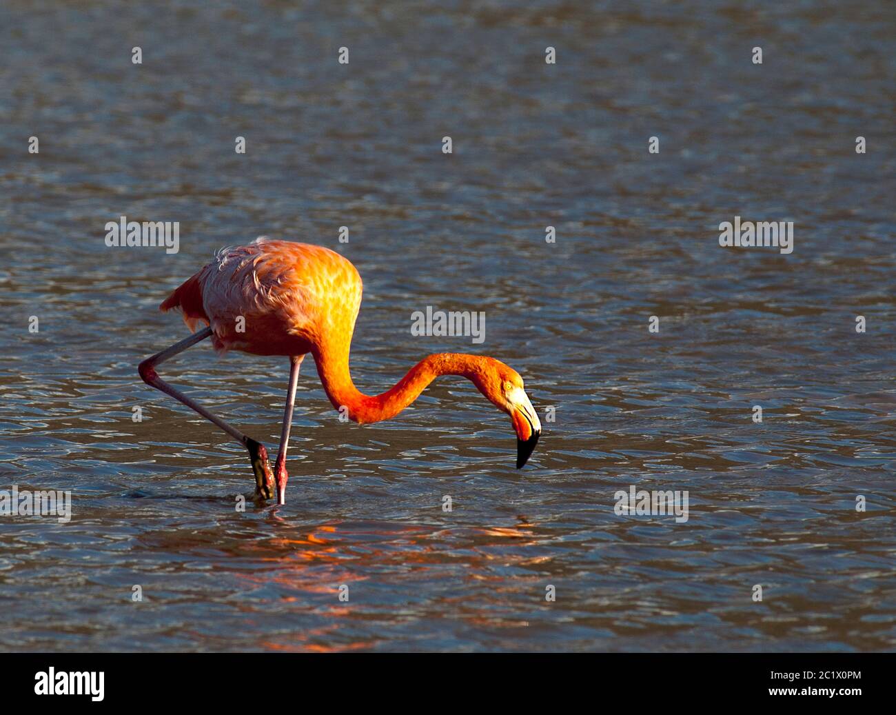 Galapagos Flamingo (Phoenicopterus ruber glyphorhynchus), Nahrungssuche in Lagune, Ecuador, Galapagos Inseln Stockfoto