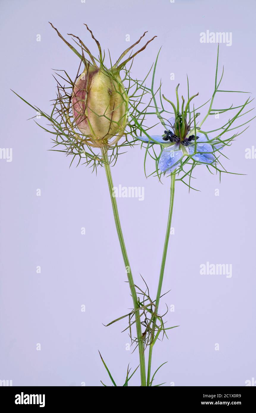 Teufel-im-Busch, Liebe-im-Nebel (Nigella damascena), Blume und Frucht vor violettem Hintergrund, Deutschland, Bayern Stockfoto