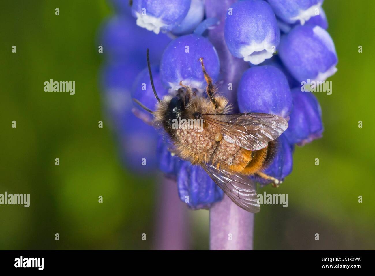 Rote Maurerbiene (Osmia rufa, Osmia bicornis), Männchen mit Milbenbefall, der Muskari-Blüten besucht, Deutschland Stockfoto